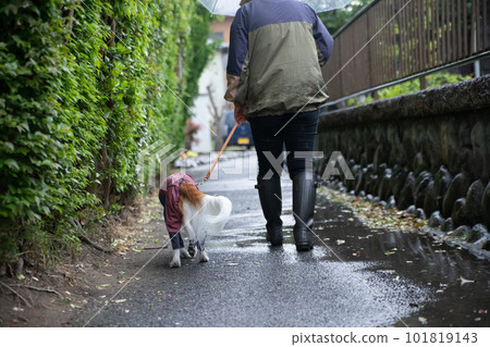Owner and dog wearing rainwear going for a walk in the rain 101819143