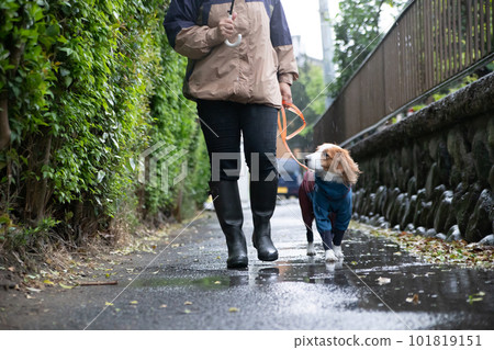 Owner and dog wearing rainwear going for a walk in the rain 101819151