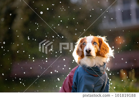 黃昏時分在雨中的狗用背光燈強調雨 黃昏時分在雨中的狗用背光燈強調雨 101819188
