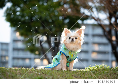 A dog in the rain taken at dusk Emphasizing the rain with a backlit light A dog in the rain taken at dusk Emphasizing the rain with a backlit light 101819191