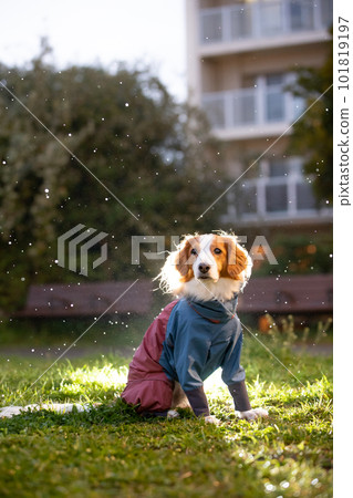 黃昏時分在雨中的狗用背光燈強調雨 101819197