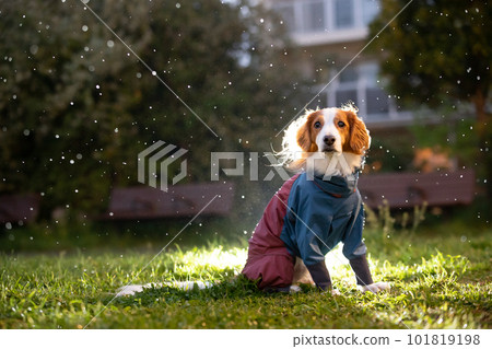 黃昏時分在雨中的狗用背光燈強調雨 101819198