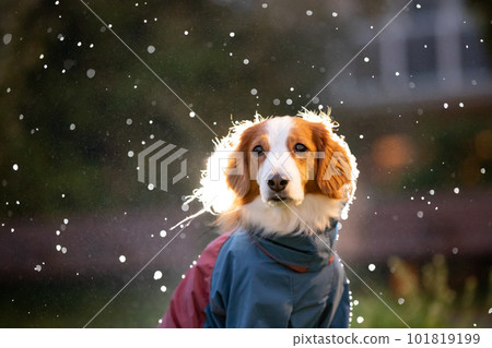 黃昏時分在雨中的狗用背光燈強調雨 101819199