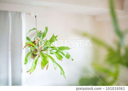 掛在窗台上的蝙蝠蘭 Bikakushida 掛在窗台上的蝙蝠蘭 Bikakushida 101819361