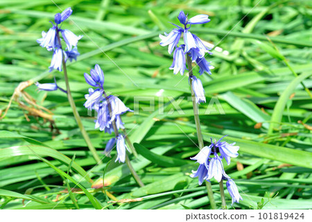 英國藍鈴 101819424