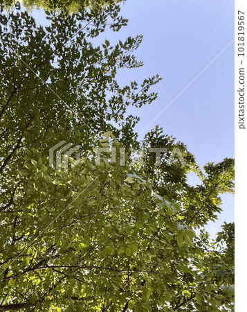 Forest Forest 101819567