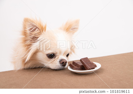 “巧克力”面前的狗狗,狗狗不能吃的食材 “巧克力”面前的狗狗,狗狗不能吃的食材 101819611