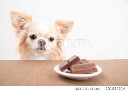 A dog in front of "chocolate", an ingredient that dogs cannot eat 101819614