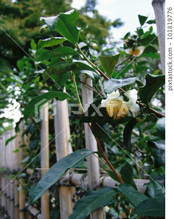 開在建仁寺的茶花 開在建仁寺的茶花 101819776
