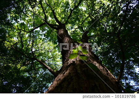 Tree Tree 101819786