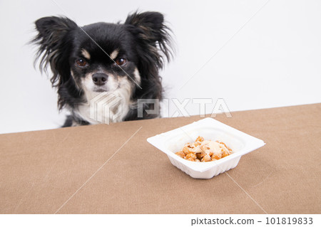 A dog in front of a fermented food, natto A dog in front of a fermented food, natto 101819833