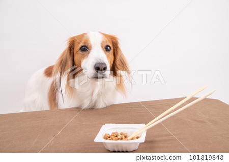 A dog in front of a fermented food, natto 101819848