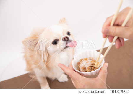 A dog in front of a fermented food, natto A dog in front of a fermented food, natto 101819861
