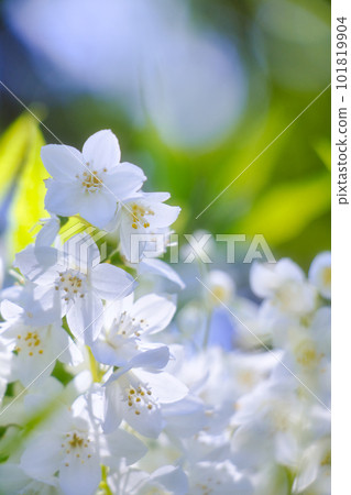 White flower _ vertical White flower _ vertical 101819904
