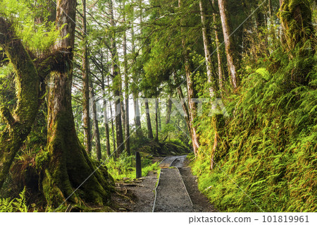 Foggy forest in Yilan Taipingshan National forest recreation Area, Taiwan. 101819961