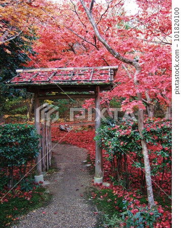 Scenery of autumn leaves at Enrian Scenery of autumn leaves at Enrian 101820100