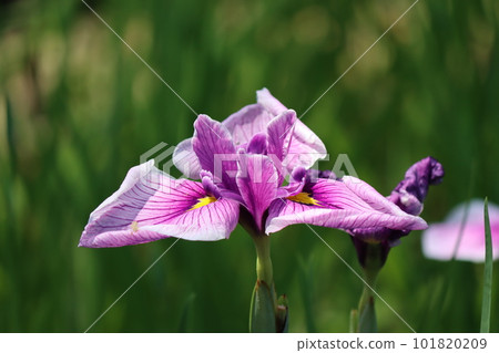 Purple irises that look good in the rainy season - 7 Purple irises that look good in the rainy season - 7 101820209