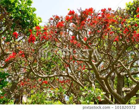 Deigo的花朵 101820372