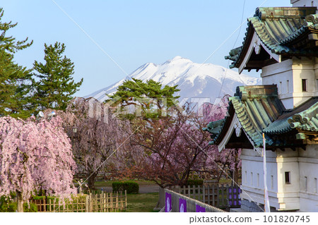 春天的早晨，岩木山和天守閣，櫻花環繞的弘前城，青森縣 101820745