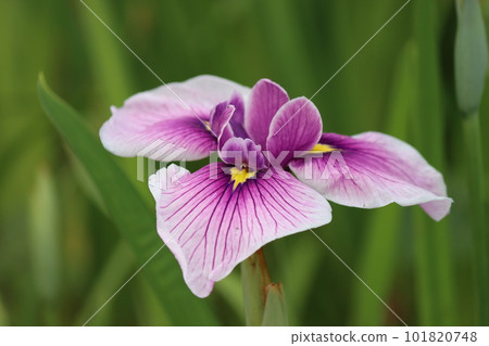 有味道的花形是日本美女-九 101820748