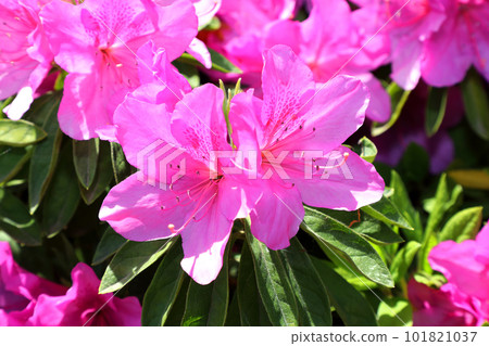 杜鵑花盛開 101821037