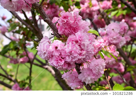 A row of cherry blossom trees on the Fujiwarakyo Bridge in the Asuka River (double cherry blossoms) 101821286