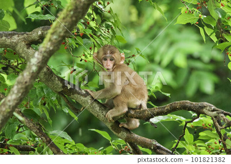 A baby monkey who came to eat mulberry A baby monkey who came to eat mulberry 101821382