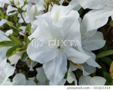 白杜鵑花 101821414