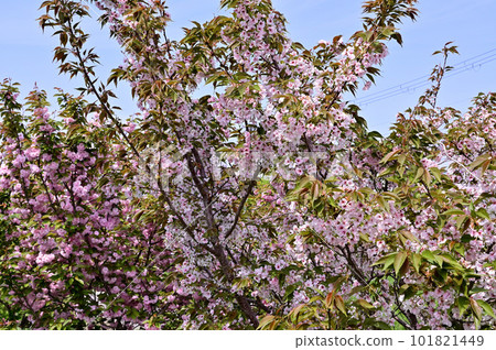 Oshima cherry blossoms blooming along the cherry blossom trees of Fujiwara-Kyo Ohashi Bridge on the Asuka River Oshima cherry blossoms blooming along the cherry blossom trees of Fujiwara-Kyo Ohashi Bridge on the Asuka River 101821449