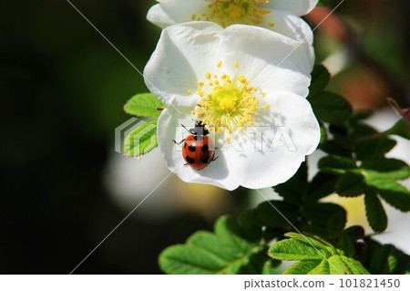 Ladybug on rosa cericea flower Ladybug on rosa cericea flower 101821450