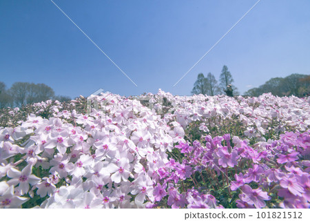 Kamu no Sato 世羅高原農場的苔蘚福祿考 101821512