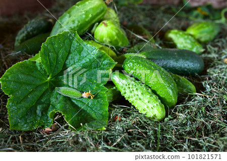 Fresh green cucumbers with leaf 101821571