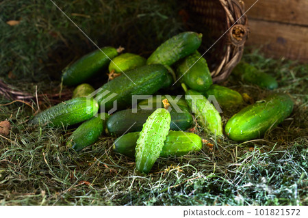 Fresh green cucumbers with leaf 101821572