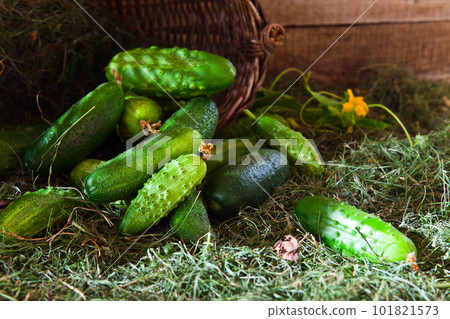 cucumbers cucumbers 101821573