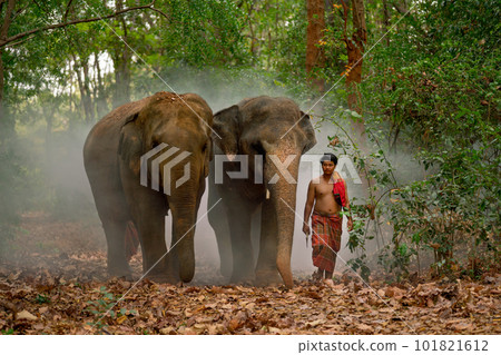 One mahout man walk with two elephant along the way in forest after work together One mahout man walk with two elephant along the way in forest after work together 101821612