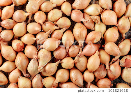 Onion on a table. Top view. 101821618