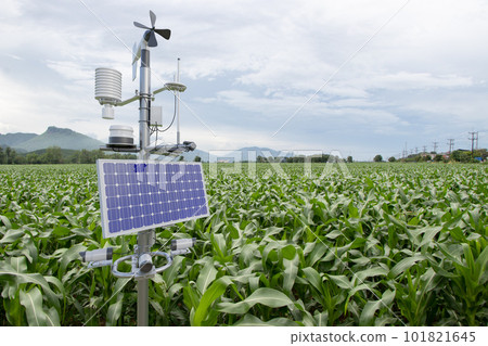 Weather station in corn field, 5G technology with smart farming concept Weather station in corn field, 5G technology with smart farming concept 101821645