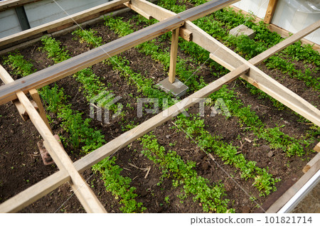 Top view of handmade greenhouse with cultivated herbs and greens in seedbed. Agriculture. Eco farming. Gardening. Agricultural hobby and business concept. Top view of handmade greenhouse with cultivated herbs and greens in seedbed. Agriculture. Eco farming. Gardening. Agricultural hobby and business concept. 101821714