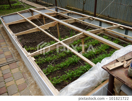 Top view of parsley, dill and herbs growing outdoors on a seed bed in greenhouse conditions. Protection of growing greenery with a film from cold and wind. Agriculture. Gardening. Agricultural hobby Top view of parsley, dill and herbs growing outdoors on a seed bed in greenhouse conditions. Protection of growing greenery with a film from cold and wind. Agriculture. Gardening. Agricultural hobby 101821722