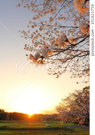 Cherry blossoms shining in the setting sun Cherry blossoms shining in the setting sun 101821759