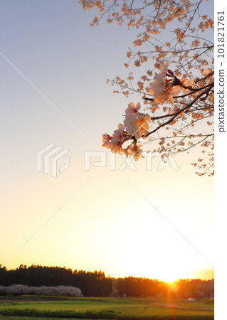 Cherry blossoms shining in the setting sun 101821761