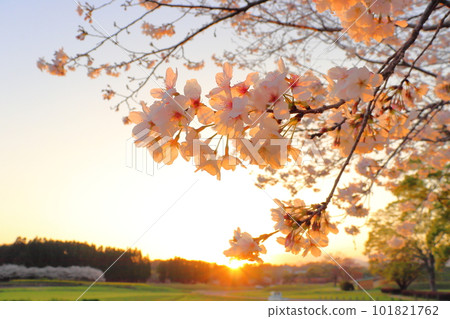 Cherry blossoms shining in the setting sun 101821762