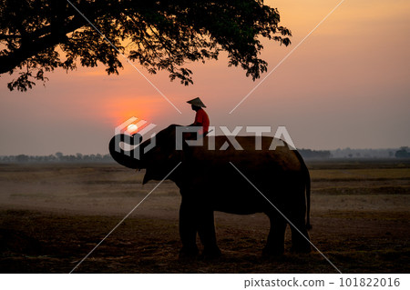 Silhouette of one mahout stay on head or back of elephant and near big tree 101822016