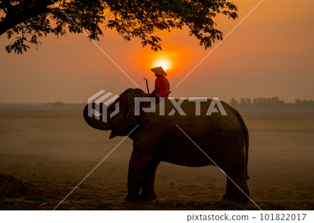 Silhouette of one mahout stay on head or back of elephant and near big tree 101822017