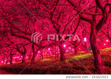 "Saitama Prefecture" Night cherry blossoms in full bloom / Night view of Gongendo Sakuratsutsumi in spring 101822021