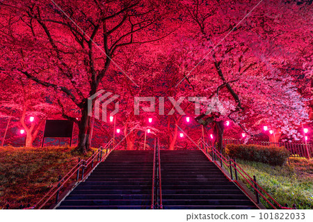 “埼玉縣”夜櫻花盛開/春天的權現堂櫻堤夜景 “埼玉縣”夜櫻花盛開/春天的權現堂櫻堤夜景 101822033