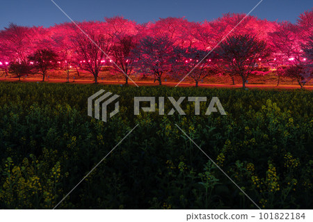 "Saitama Prefecture" Night cherry blossoms in full bloom / Night view of Gongendo Sakuratsutsumi in spring 101822184