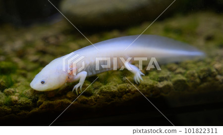 水族館中的 Wooper Looper 101822311