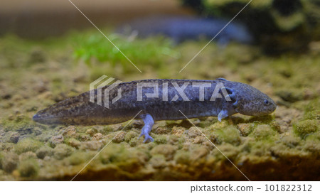 水族館中的 Wooper Looper 水族館中的 Wooper Looper 101822312