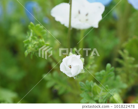 Moist and wet nemophila after the rain Moist and wet nemophila after the rain 101822478